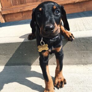 STATUS: (AVAILABLE) NAME: ( BOSS ) SEX: ( MALE ) AGE: (11 WEEKS )