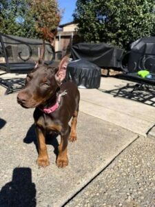 Our beautiful red Doberman Pinscher is currently 14 weeks old, healthy, energetic, and developing exactly as expected for his age. He has a very affectionate temperament and is already showing the intelligence and loyalty the breed is known for. He enjoys being around people, learns quickly, and has a confident yet gentle personality which makes him a great companion for both families and active homes. He is up to date on vaccinations, regularly vet checked, and well socialized. His coat has that rich deep red color with clear rust markings, giving him a very striking and elegant appearance. If you’d like, I can also share more photos, videos, and details about his personality and delivery options. 🐾