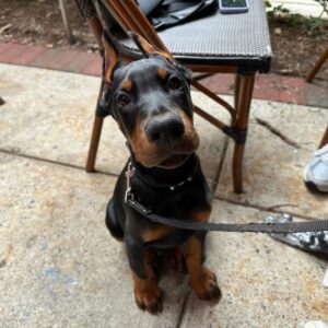 Aston 4 months old-male
