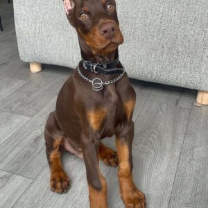 Ace 4 months old-male