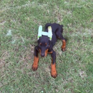 Ani - Female -13 weeks old