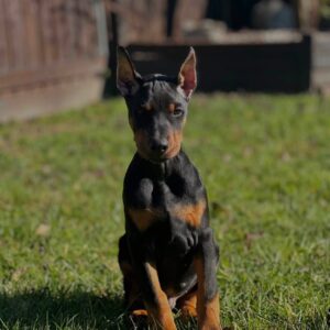 Rome male 9 weeks old- Ears cropped and tail docked